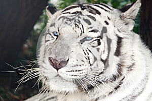 Bengal White Tiger Close Up Panthera tigris tigris