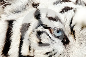 Bengal White Tiger Close Up Panthera tigris tigris