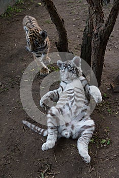 Bengal and white tiger cubs at the zoo