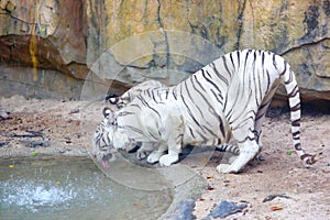 A Bengal White Tiger drinking water in the zoo