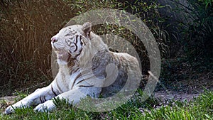 Bengal White Tiger Ferocious Wildlife King of the Jungle