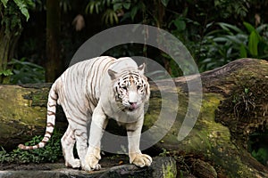 Bengal White Tiger Ferocious Wildlife King of the Jungle