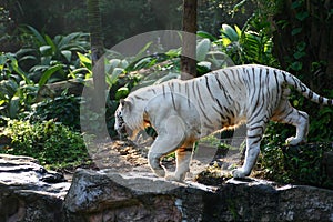 Bengal White Tiger prowling