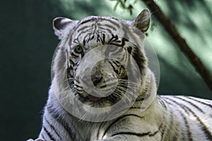 Bengal white tiger relaxing in the summer shade in a California Zoo