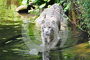 Bengal white tiger in the river