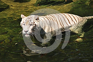 Bengal white tiger in the river