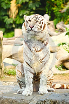 A Bengal White Tiger sitting on rock