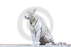 A Bengal White Tiger sitting in white background