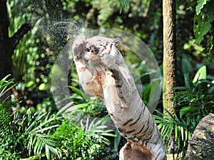 Bengal white tiger snatching meat in the air