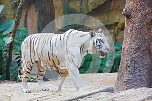 A Bengal White Tiger walking in the zoo