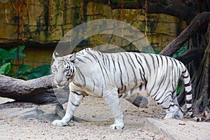 A Bengal White Tiger walking in the zoo