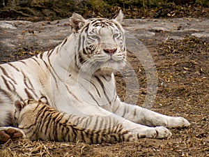 A Bengal white tigress named Lapa and a blue-eyed white tiger cub.