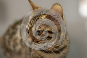 Bengala cub cat photo