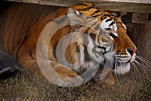 Bengala tiger head close up. Animal laying down under wooden pieces. photo
