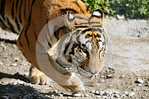 Bengala tiger outdoor portrait walking photo