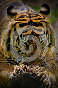 Bengala tiger sharpening nails photo