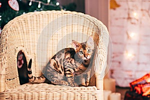Bengalcat kitten brown spotted