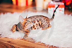 Bengalcat kitten brown spotted