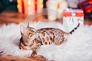 Bengalcat kitten brown spotted