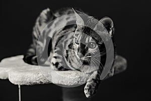 Bengalcat kitten brown spotted