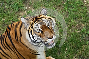 Bengale tiger