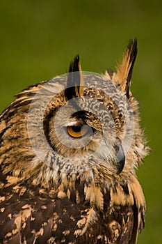 Bengalese Eagle Owl