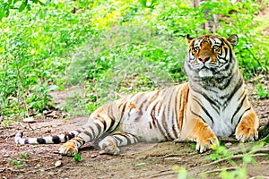 Bengalese Male Tiger