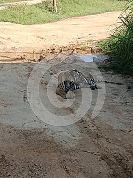 Bengali Tiger in Ridiyagama safari park Sri Lank