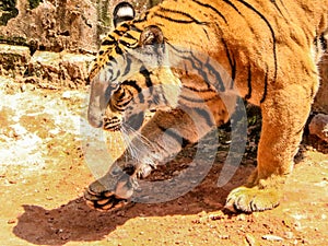 Bengali Tiger