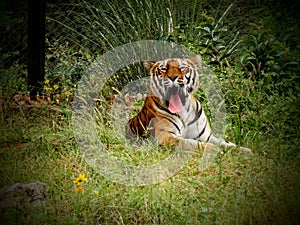 Bengali Tiger yawning showing tongue in jungle
