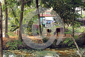Bengali village