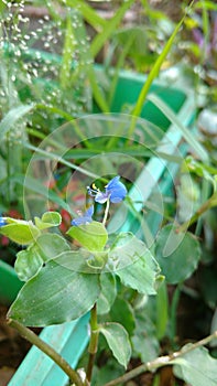 Benghal day flower or tropical spiderwort or wandering or commenina benghalensis