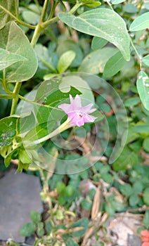 Benghal day flower or tropical spiderwort or wandering or commenina benghalensis