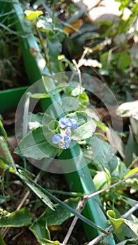 Benghal day flower or tropical spiderwort or wandering or commenina benghalensis