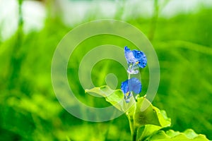 Benghal dayflower benefits make you an appetite suppressant