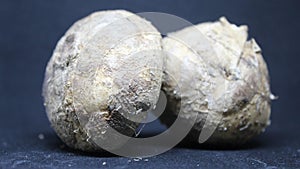 Bengkoang with a background black