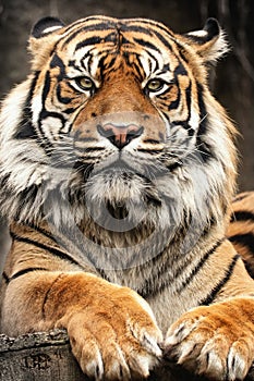 Bengous tiger with a beast expression