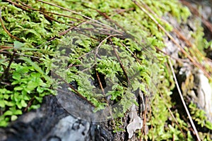 Benguet Highland Moss on Pinewood Close up photo