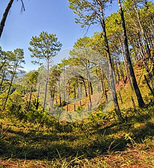 Benguet pines photo