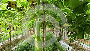 Benincasa hispida (blonceng, labu air, Benincasa hispida, the wax gourd, ash gourd) on the tree