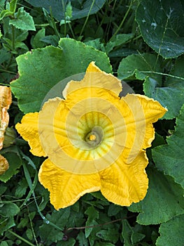 Benincasa hispida flower