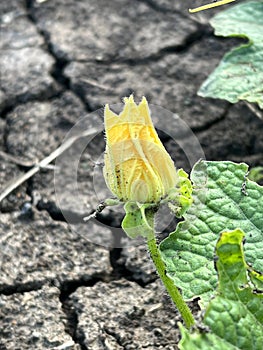 Benincasa hispida flower in nature garden