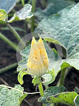 Benincasa hispida flower in nature garden