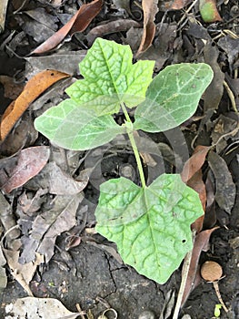Benincasa hispida plant in nature garden