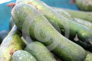 Benincasa hispida var. chieh-qua, Fuzzy gourd, moa qua