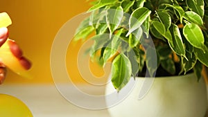 Benjamin kinky`s ficus variegata in a round white pot on a yellow background. A hand with sprayers sprays a houseplant. Potted pla