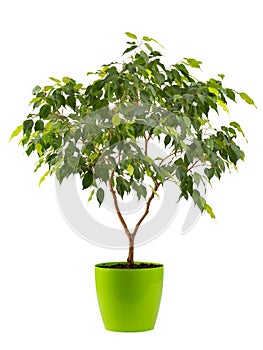 benjamin\'s ficus houseplant with variegated leaves in a white planter