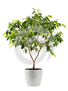 benjamin\'s ficus houseplant with variegated leaves in a white planter