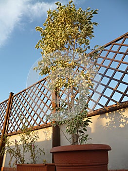 Benjamin ficus tree in growing on a terrace