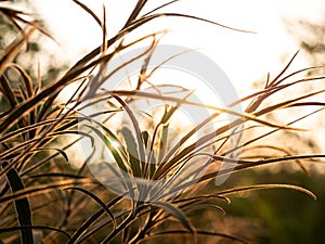 Benjoin Leaves Growing
